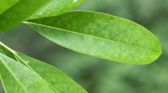 Daphniphyllum oldhami