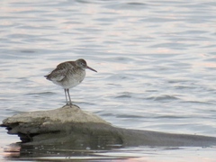 Tringa semipalmata semipalmata