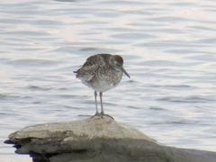 Tringa semipalmata semipalmata