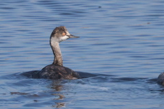 Podiceps nigricollis