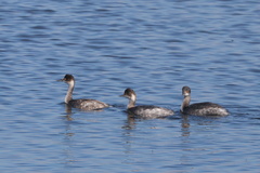 Podiceps nigricollis