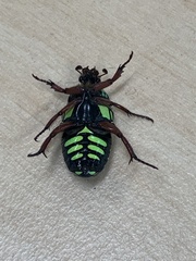 Eupoecila australasiae