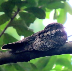 Caprimulgus jotaka