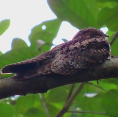 Caprimulgus jotaka