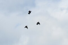 Corvus mellori