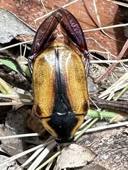 Chondropyga dorsalis