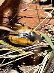 Chondropyga dorsalis