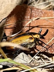 Chondropyga dorsalis