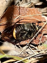 Chondropyga dorsalis