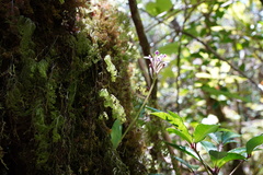 Cynorkis inermis