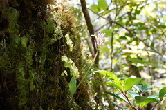 Cynorkis inermis