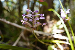 Cynorkis inermis