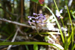 Cynorkis inermis