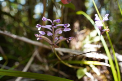 Cynorkis inermis