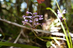 Cynorkis inermis