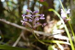 Cynorkis inermis