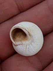 Sphincterochila candidissima