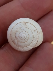 Sphincterochila candidissima