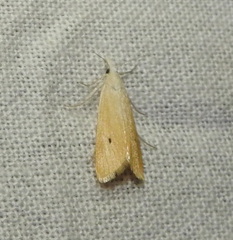 Scirpophaga