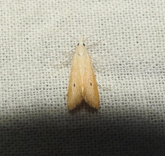 Scirpophaga