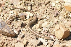 Chalcides mertensi