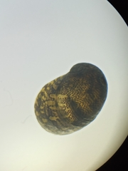 Theodoxus fluviatilis