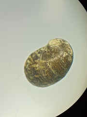 Theodoxus fluviatilis