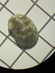 Theodoxus fluviatilis