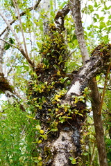 Bulbophyllum