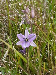 Arthropodium strictum