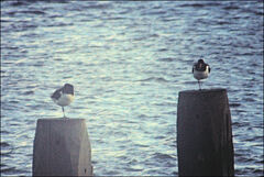 Haematopus ostralegus