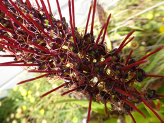 Xeronema callistemon