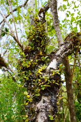 Bulbophyllum