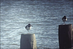 Haematopus ostralegus