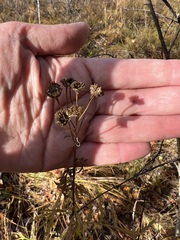 Tanacetum vulgare boreale