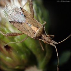 Harmostes reflexulus