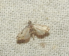 Lamprosema tampiusalis