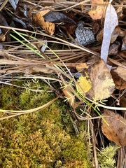 Ostericum tenuifolium