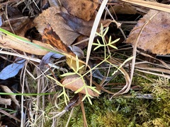 Ostericum tenuifolium