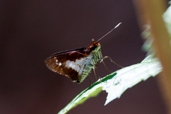 Sabera caesina