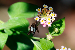 Notocrypta waigensis