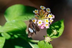Notocrypta waigensis