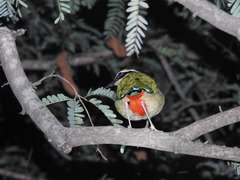Pitta brachyura