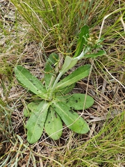 Gamochaeta americana