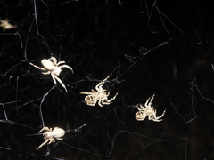 Stegodyphus sarasinorum