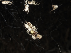 Stegodyphus sarasinorum