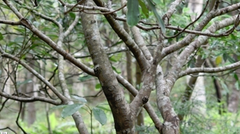 Daphniphyllum oldhami