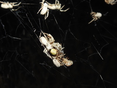 Stegodyphus sarasinorum