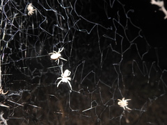 Stegodyphus sarasinorum