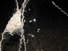 Stegodyphus sarasinorum